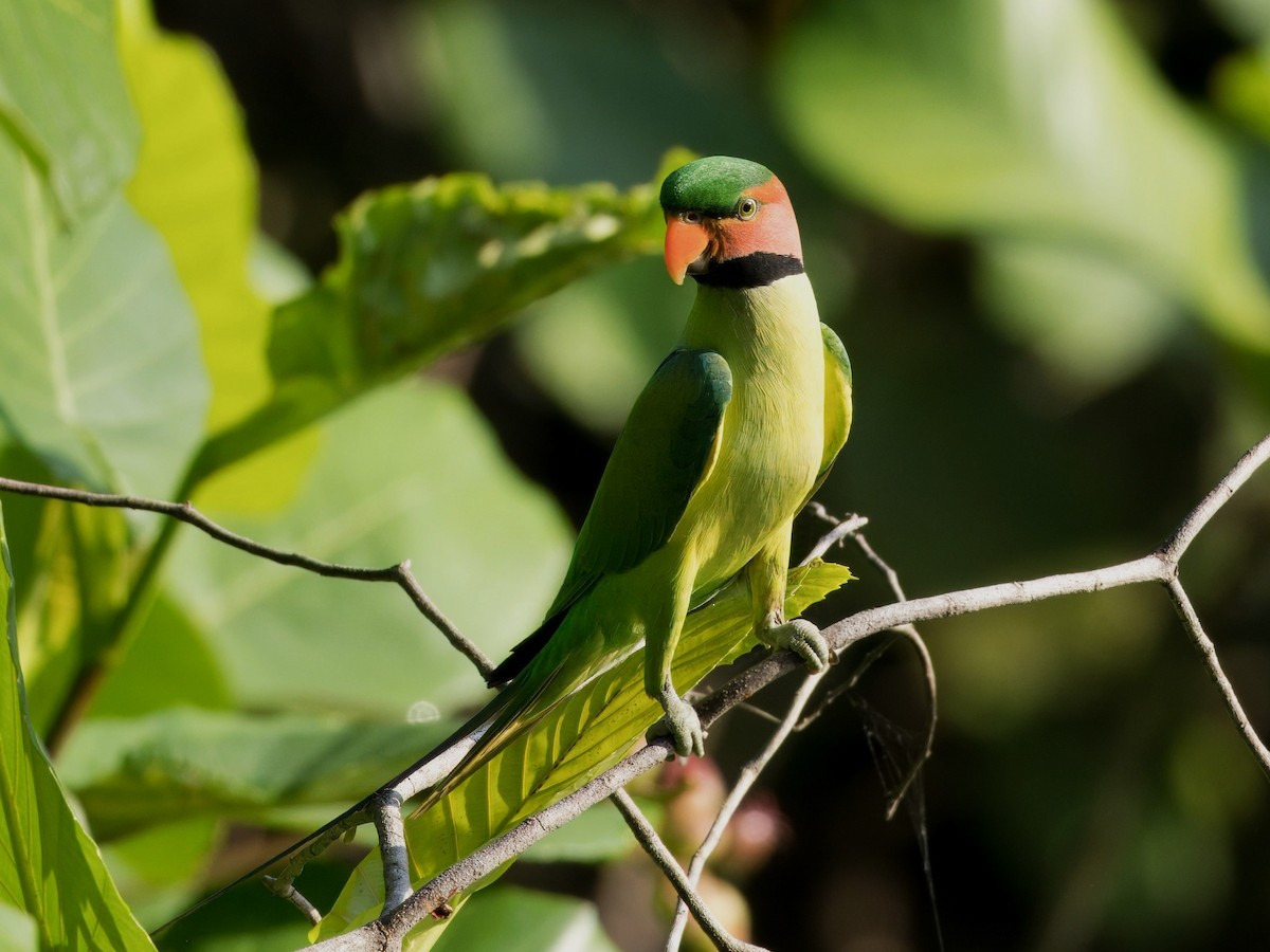 Long-tailed Parakeet - Evelyn Lee