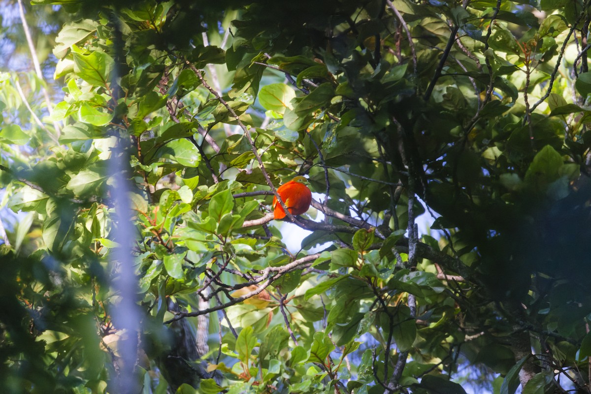 Orange Dove - Angus Wilson