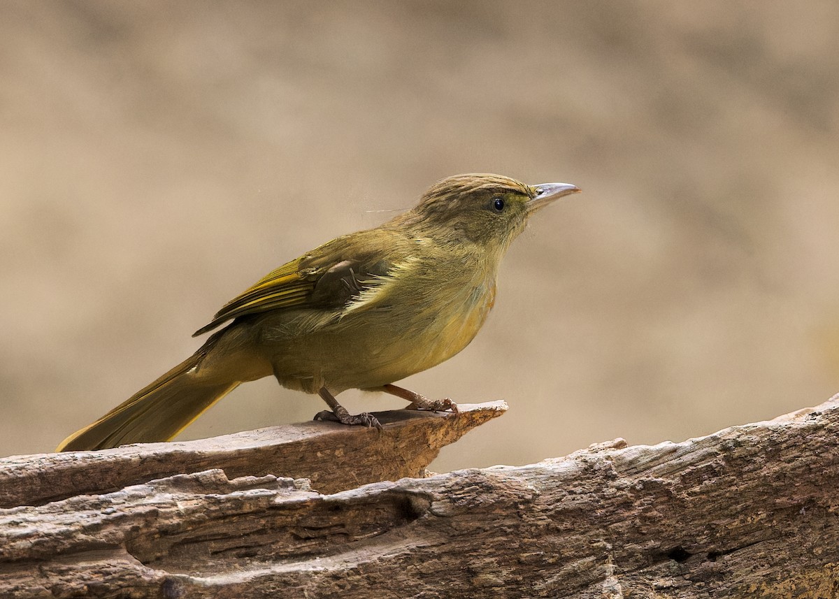 Gray-eyed Bulbul - ML619217965