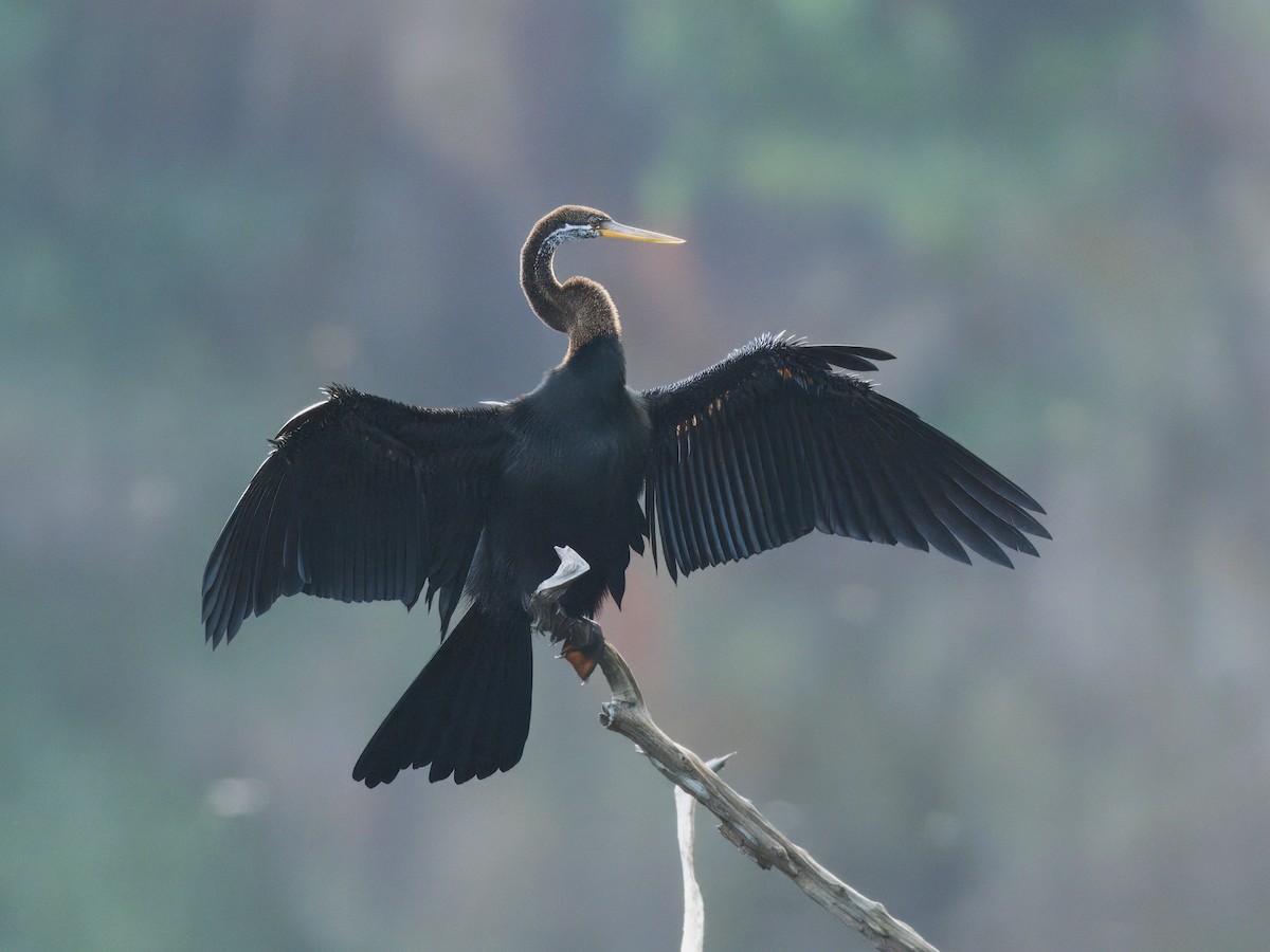 Oriental Darter - Evelyn Lee