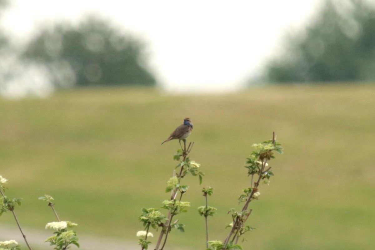 Bluethroat - Jan Roedolf