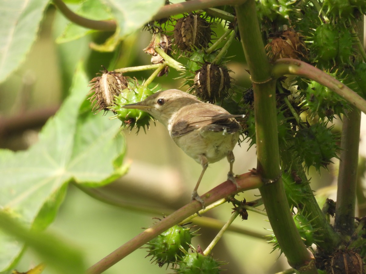 Eastern Olivaceous Warbler - Carmel Ravid
