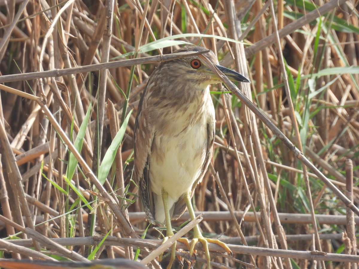 Black-crowned Night Heron - Carmel Ravid