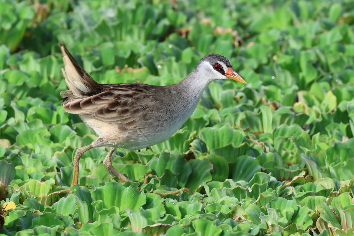 White-browed Crake - ML619218032