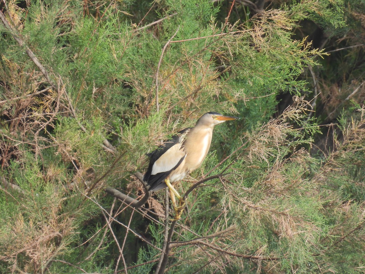 Little Bittern - Carmel Ravid