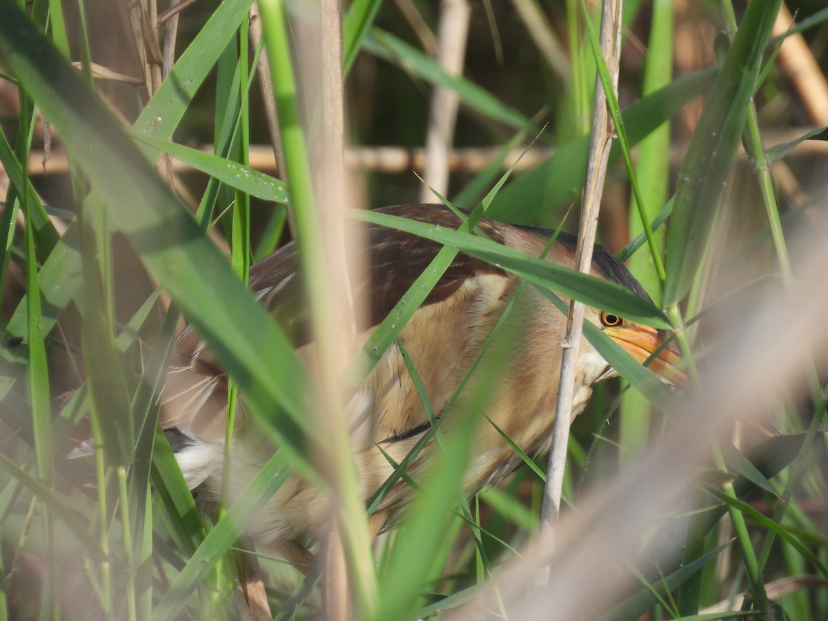 Little Bittern - Carmel Ravid