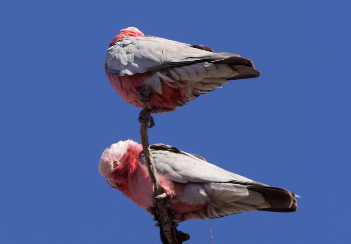 Galah - Yvonne van Netten