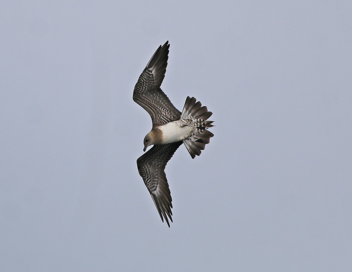 Long-tailed Jaeger - Neoh Hor Kee