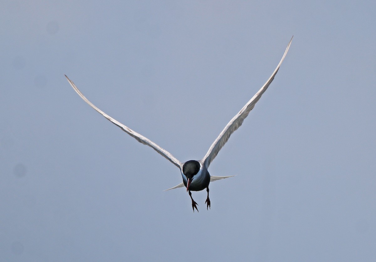 Whiskered Tern - Neoh Hor Kee