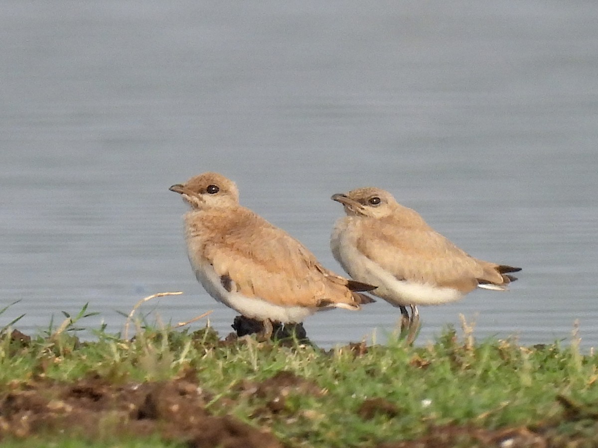 Small Pratincole - Ramesh Desai