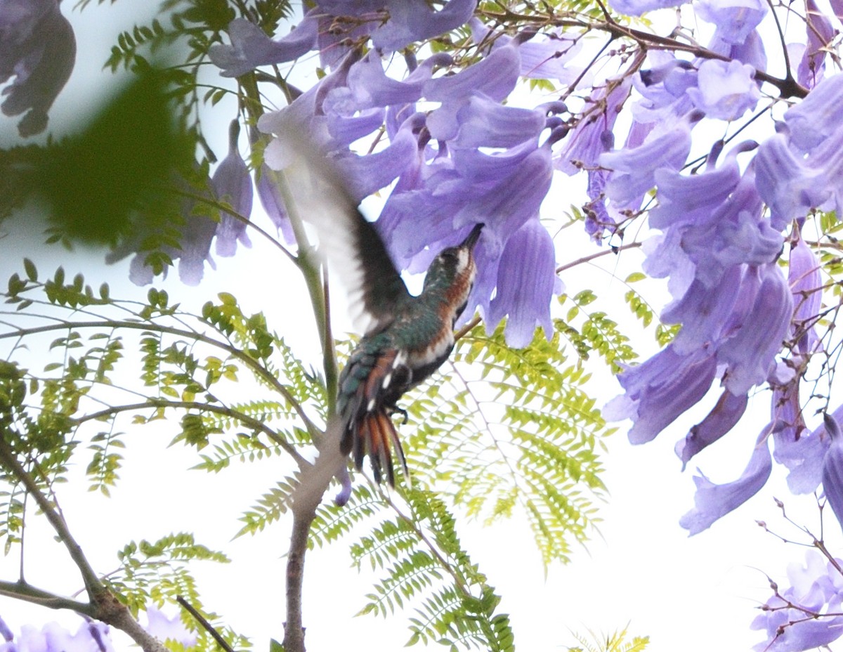 Green-breasted Mango - Margaret Hough