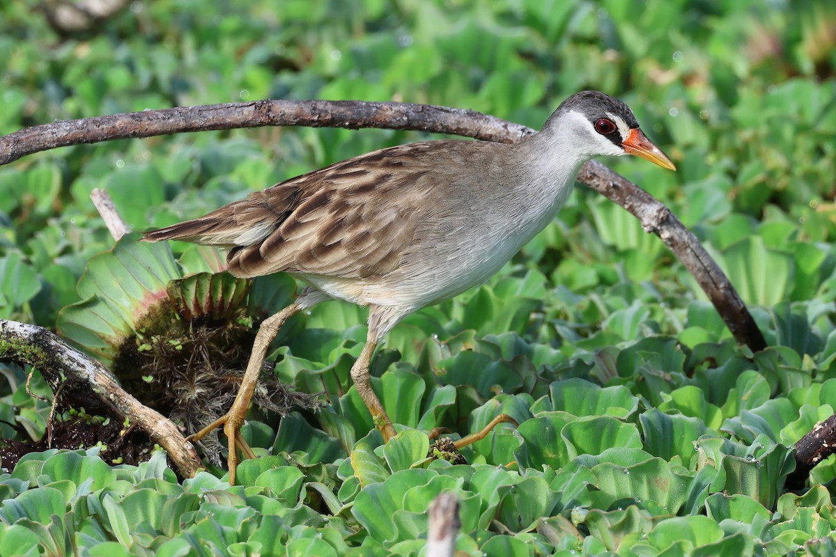 White-browed Crake - ML619218064