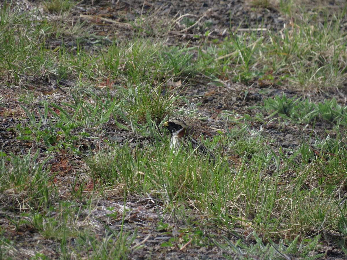 Lapland Longspur - Levi Grudzinski