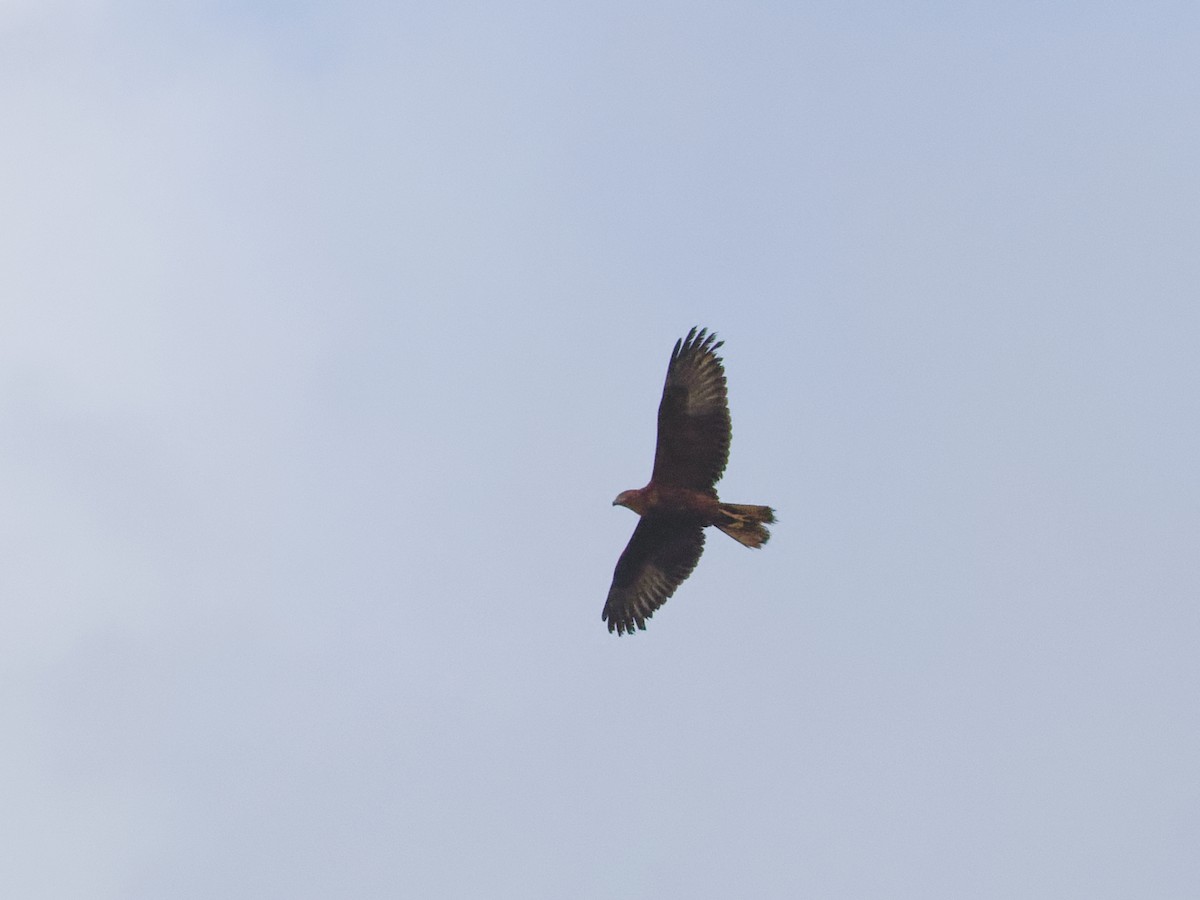 Swamp Harrier - Angus Wilson