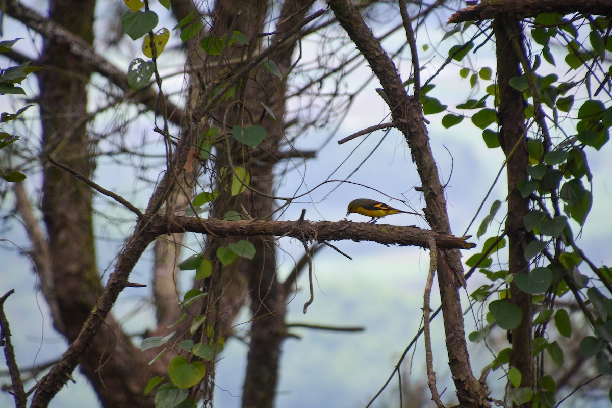 Long-tailed Minivet - ML619218073