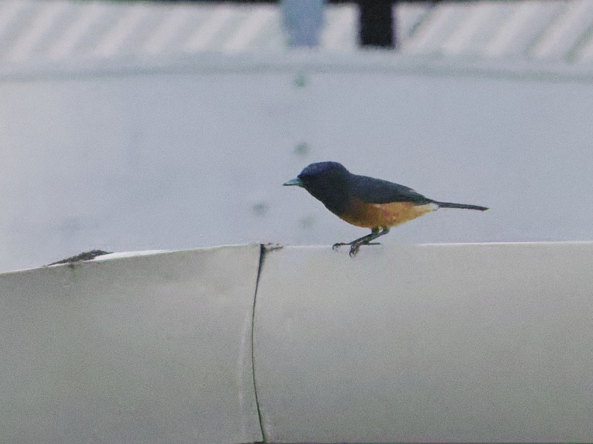 Vanikoro Flycatcher - Angus Wilson