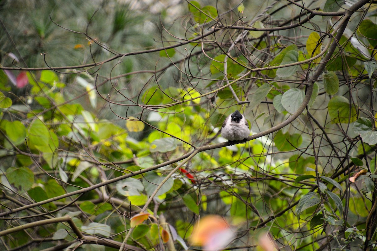 Sooty-headed Bulbul - Katie Dustman