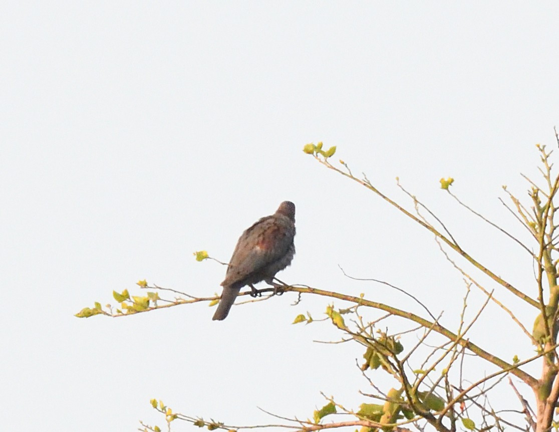 Red-billed Pigeon - Margaret Hough