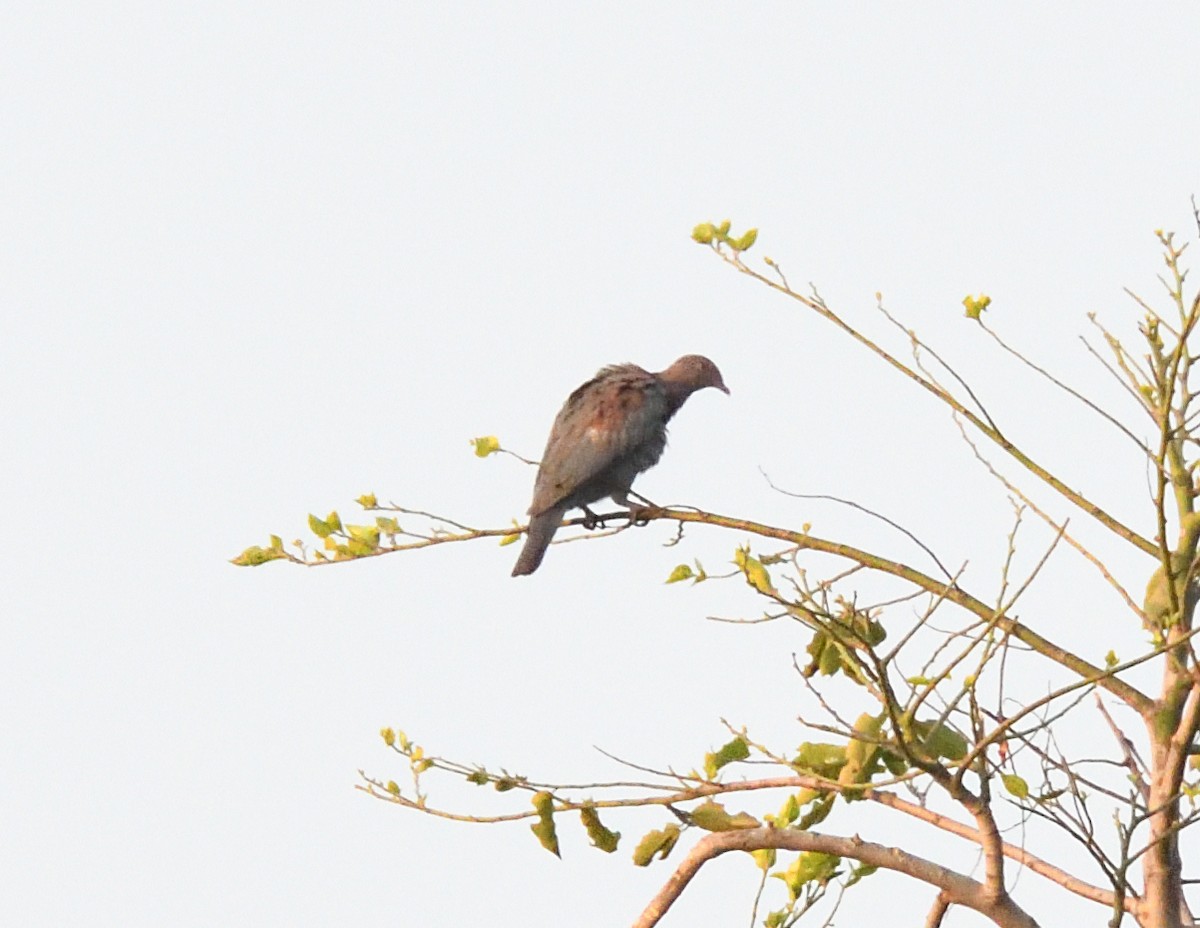 Red-billed Pigeon - Margaret Hough