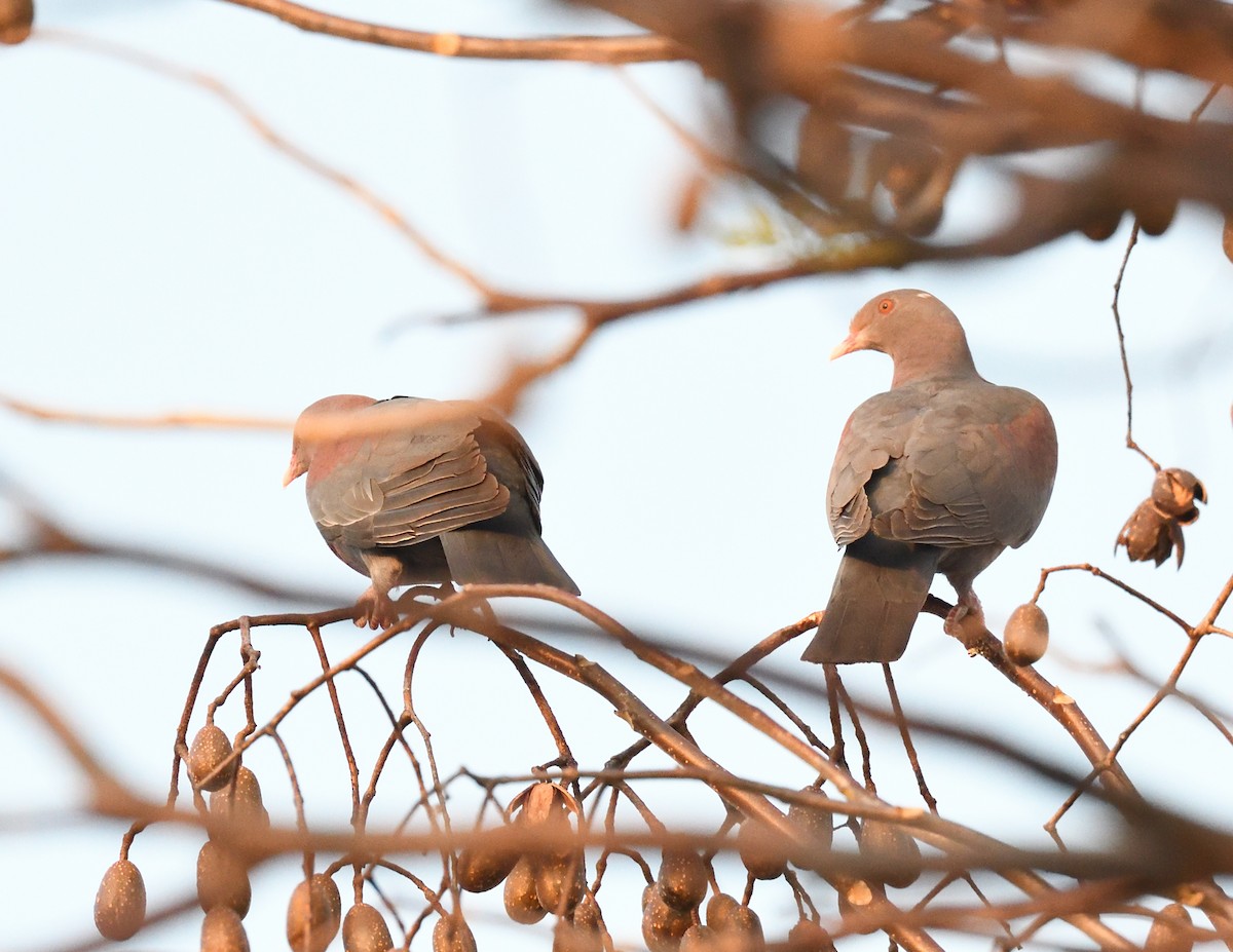 Red-billed Pigeon - Margaret Hough