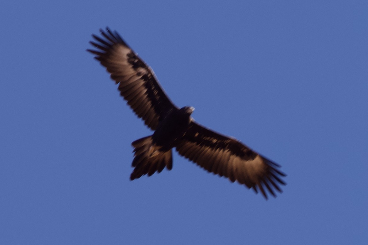 Wedge-tailed Eagle - Yvonne van Netten