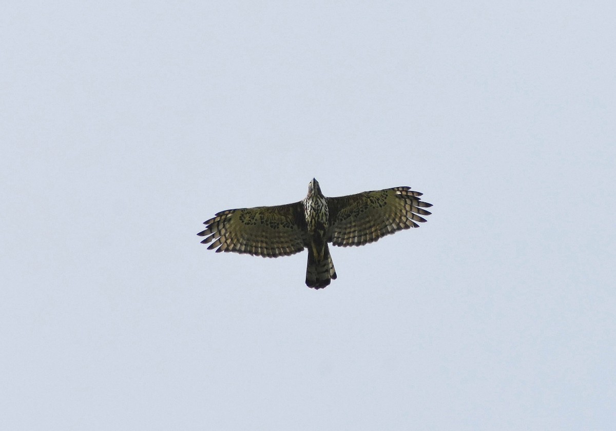 Changeable Hawk-Eagle - Anand Birdlife