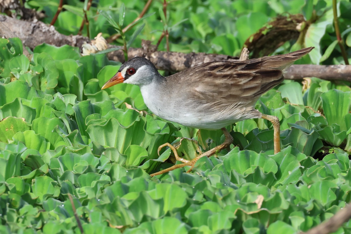 White-browed Crake - ML619218095