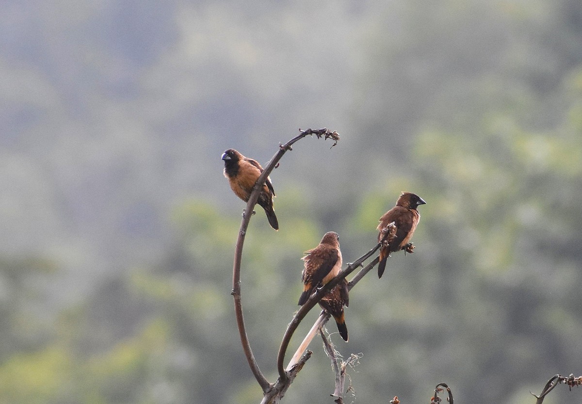 Black-throated Munia - Anand Birdlife