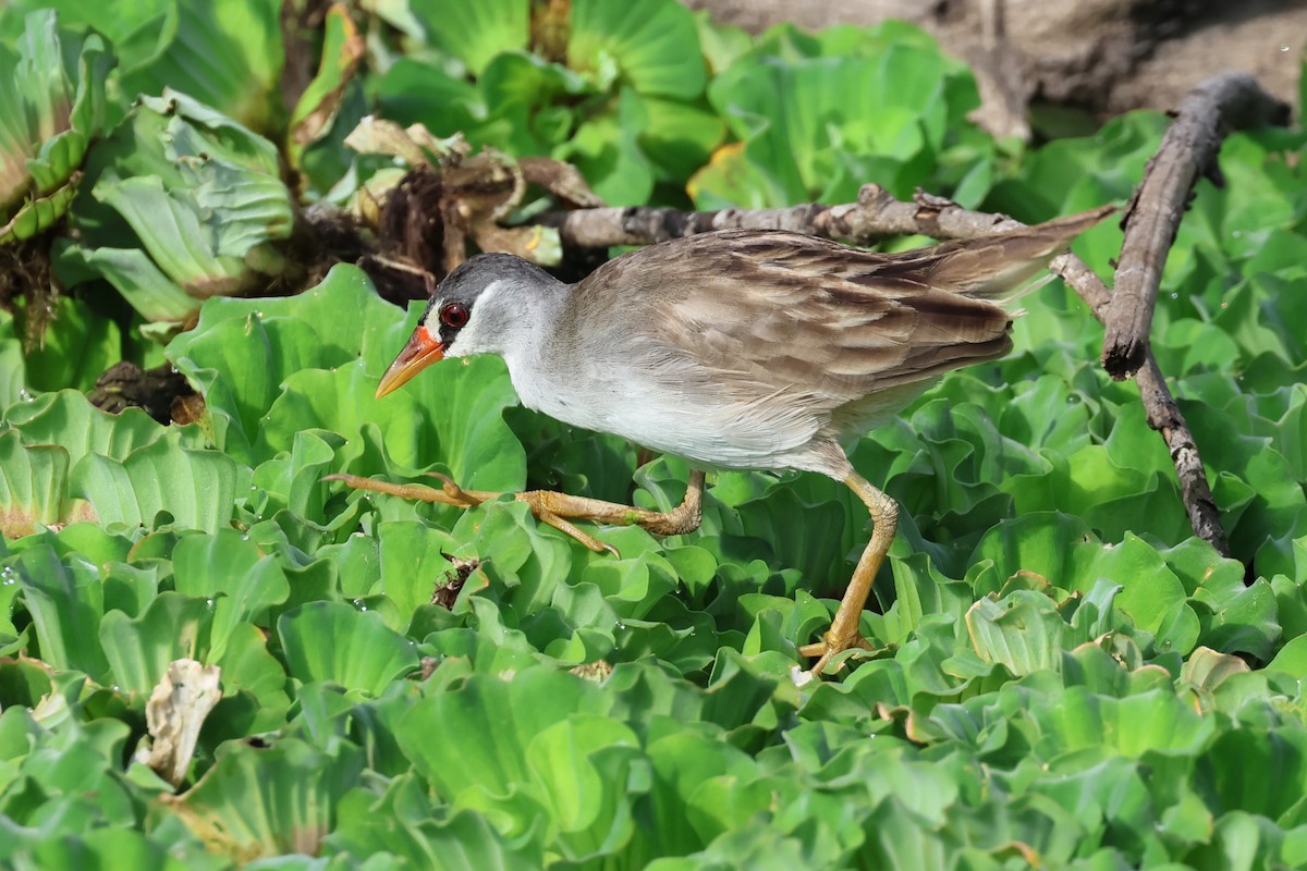 White-browed Crake - ML619218110