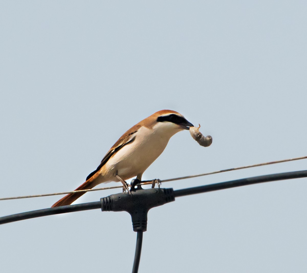 Red-tailed Shrike - chandana roy