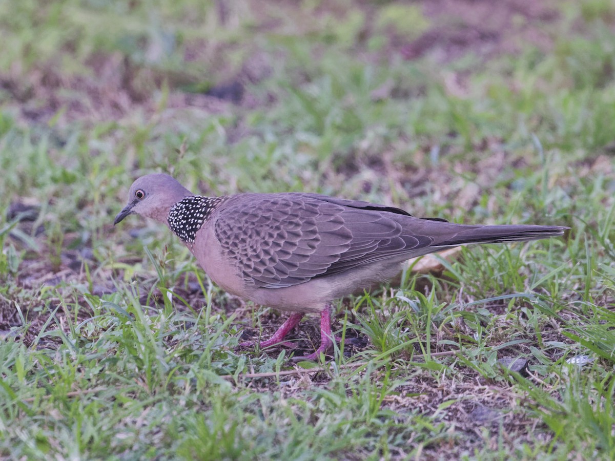 Spotted Dove - Angus Wilson