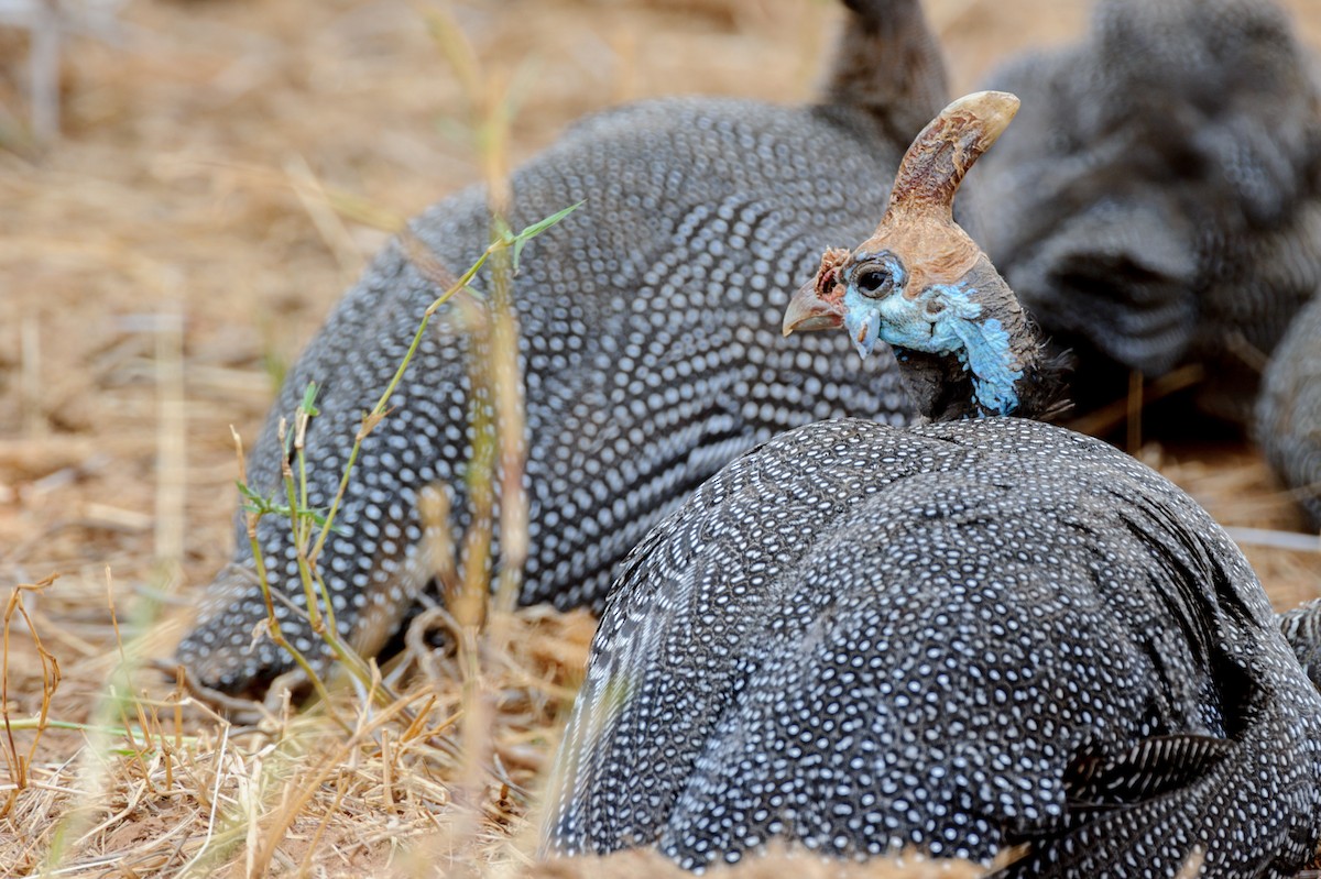 Helmeted Guineafowl - Prashant Tewari