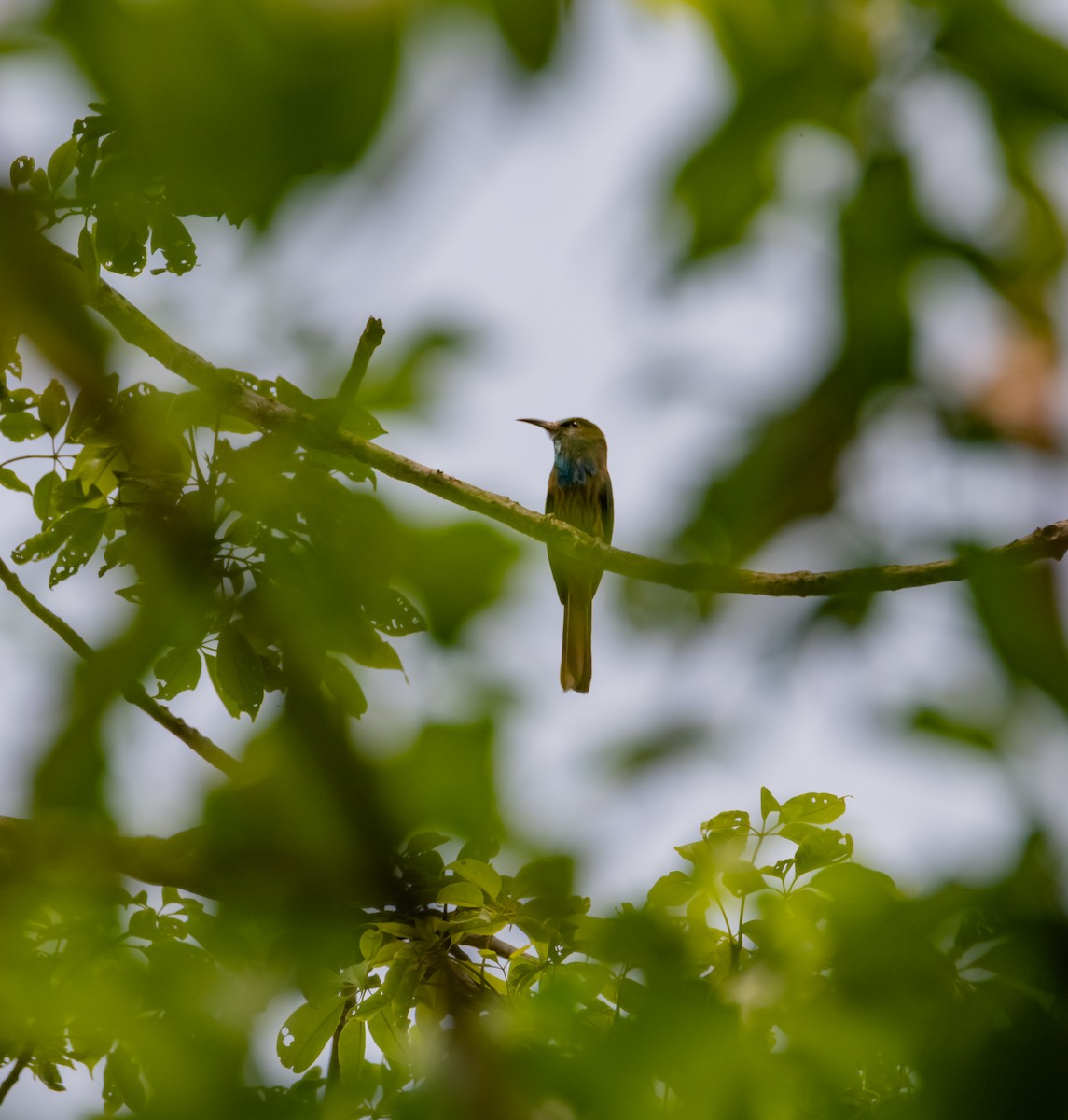 Blue-bearded Bee-eater - Arun Raghuraman