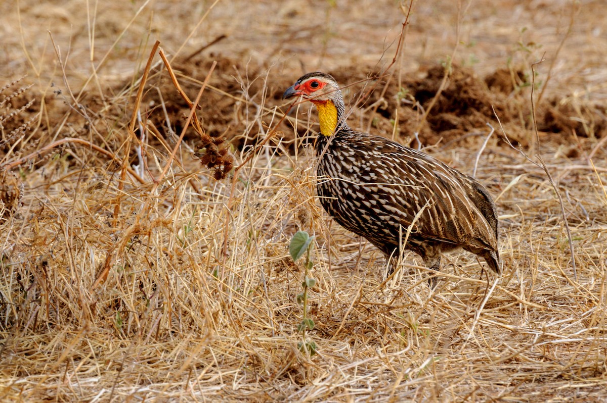 Francolin à cou jaune - ML619218150