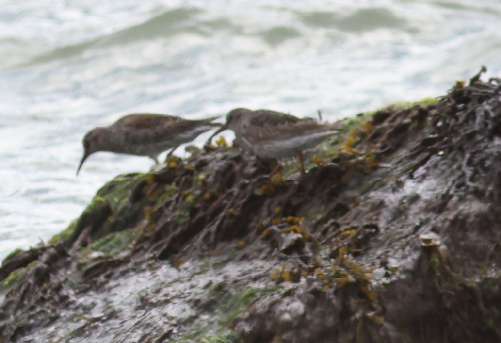 Purple Sandpiper - ML619218154