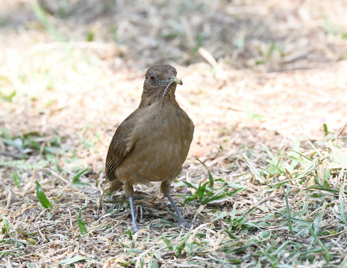 Clay-colored Thrush - Margaret Hough