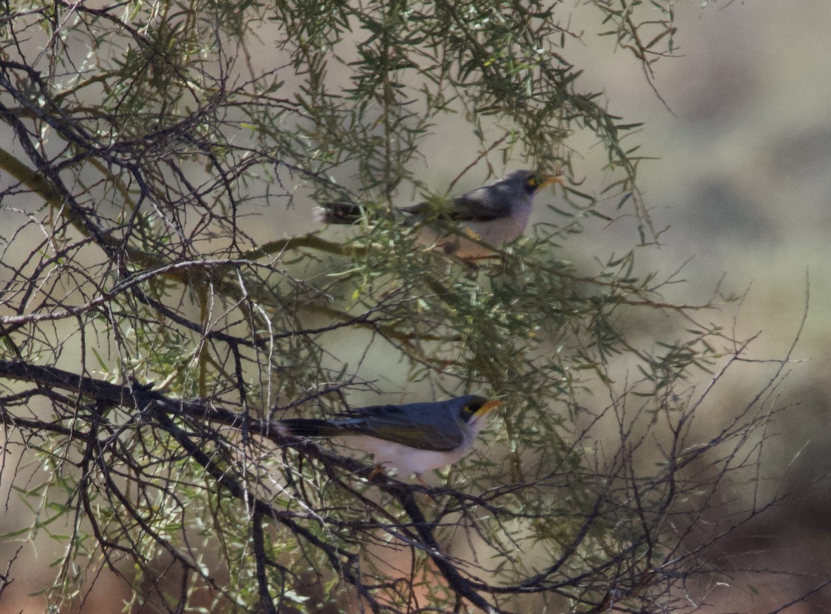 Yellow-throated Miner - Yvonne van Netten