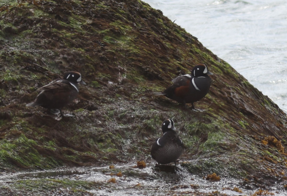 Harlequin Duck - Sea Williams