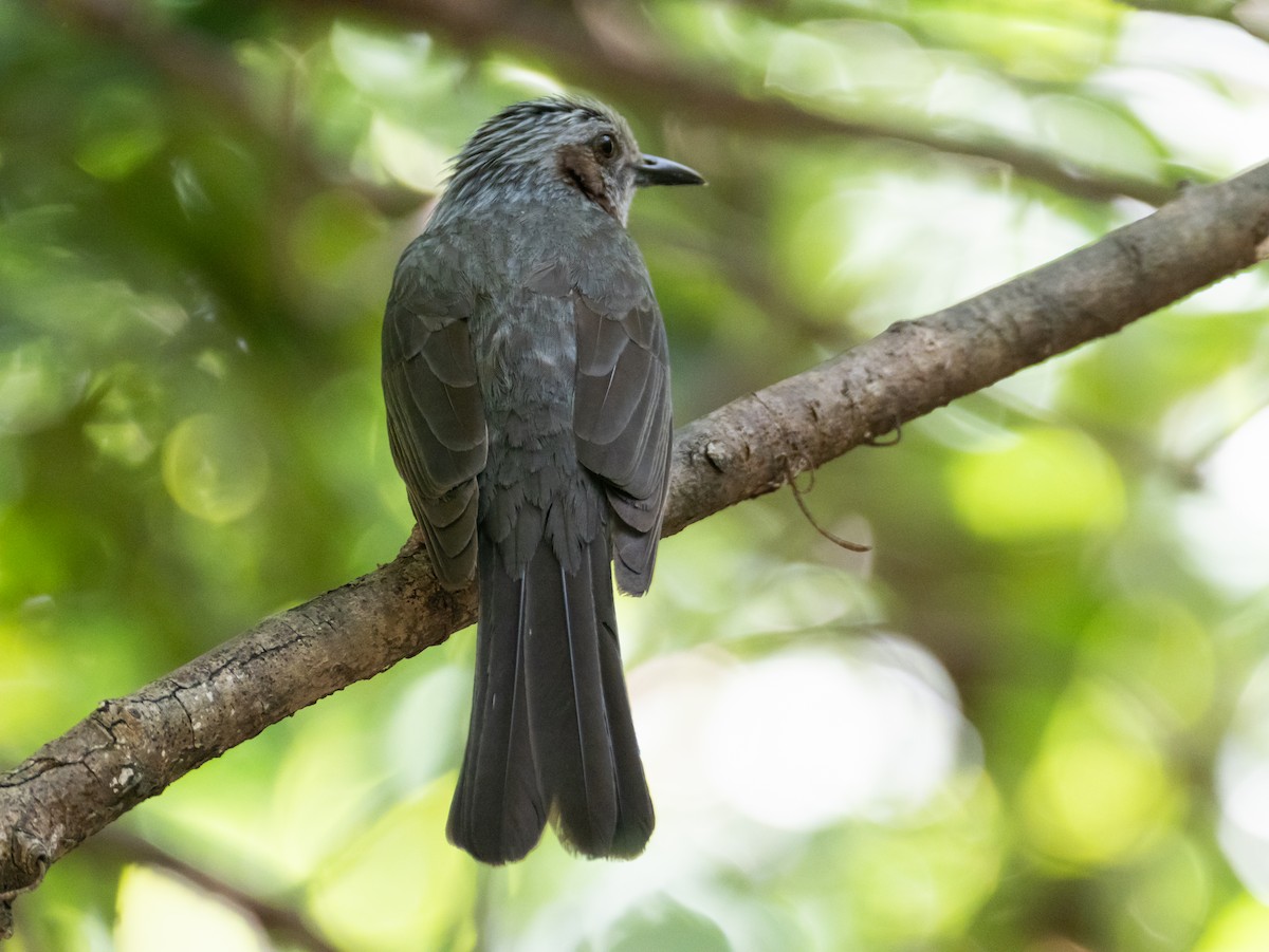 Brown-eared Bulbul - Hiroyuki Tamura