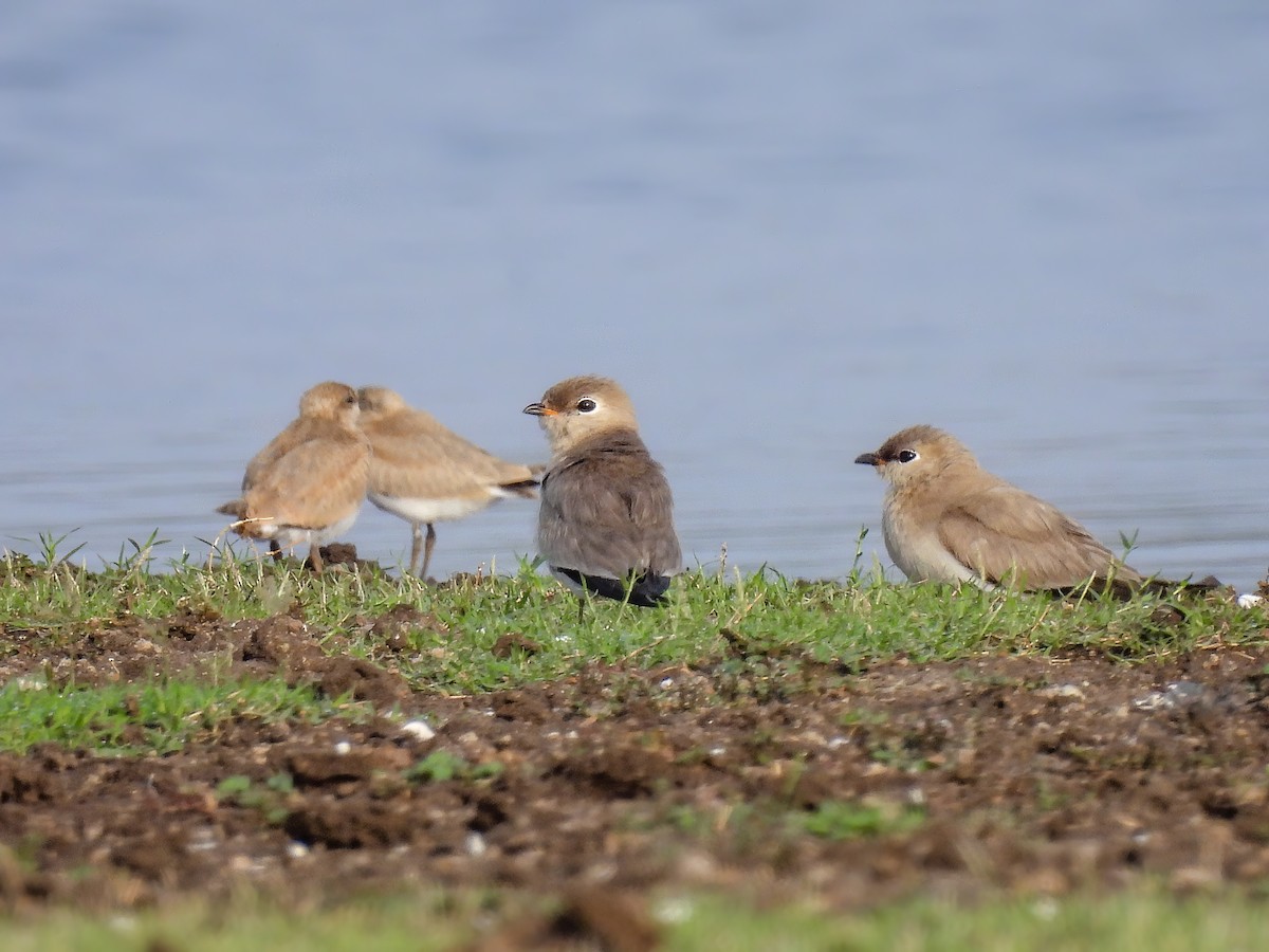 Small Pratincole - Ramesh Desai