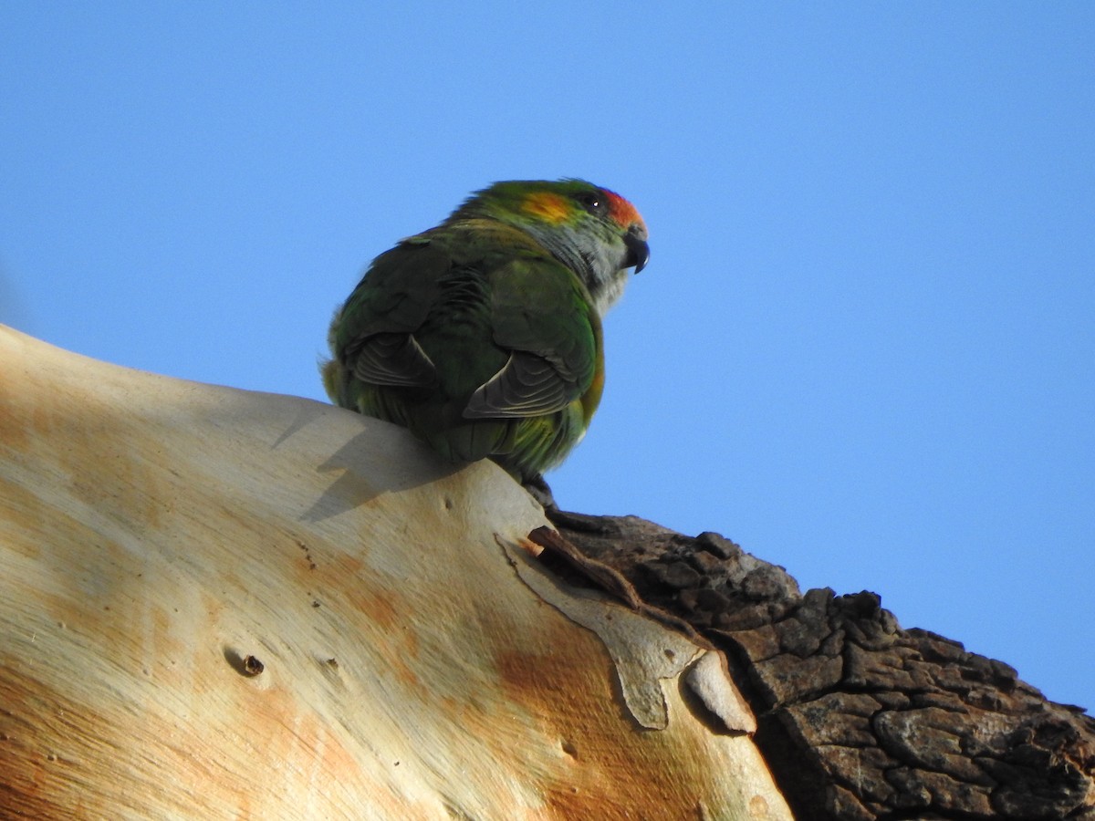 Purple-crowned Lorikeet - Kerry Vickers