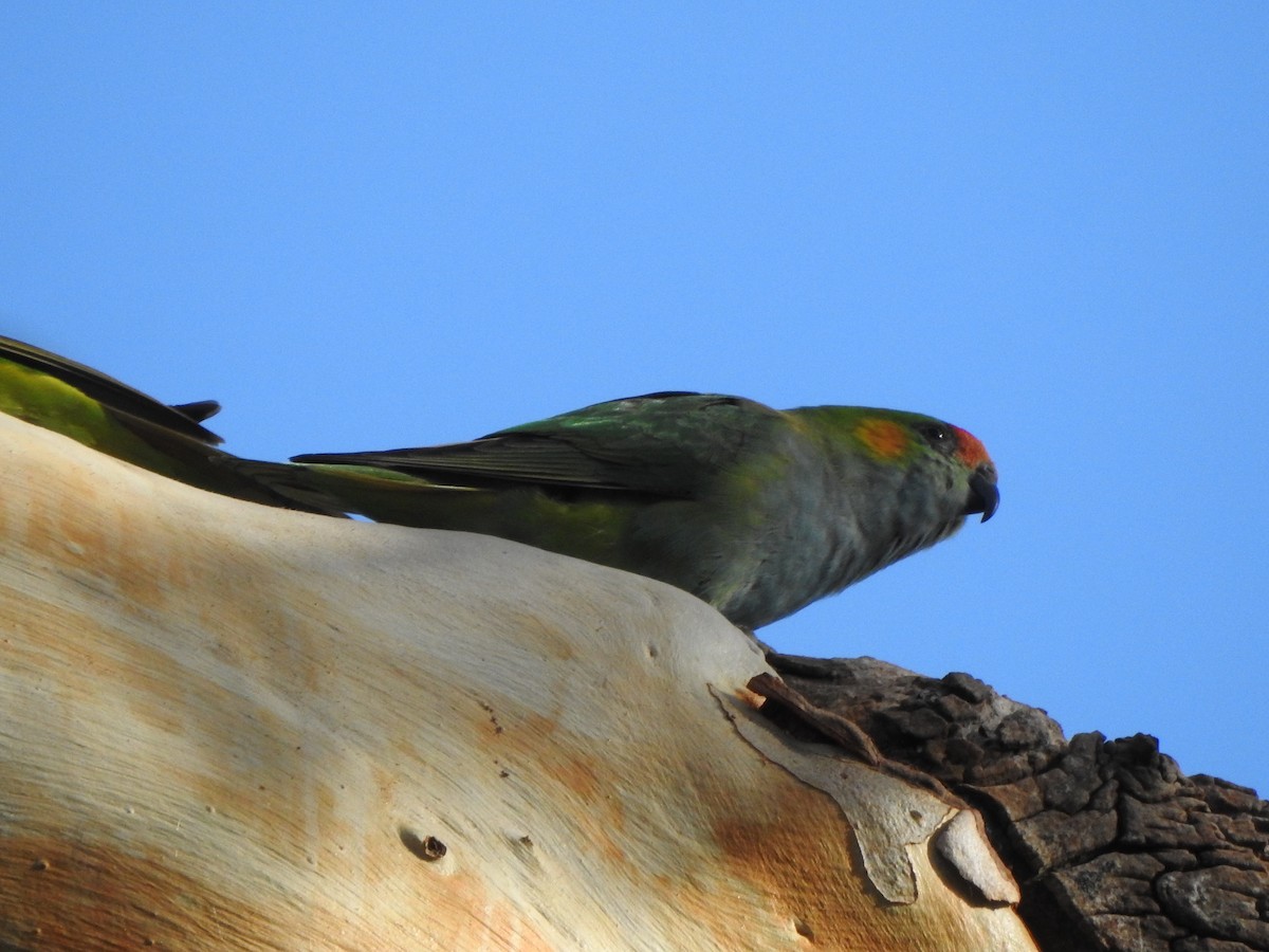 Purple-crowned Lorikeet - Kerry Vickers