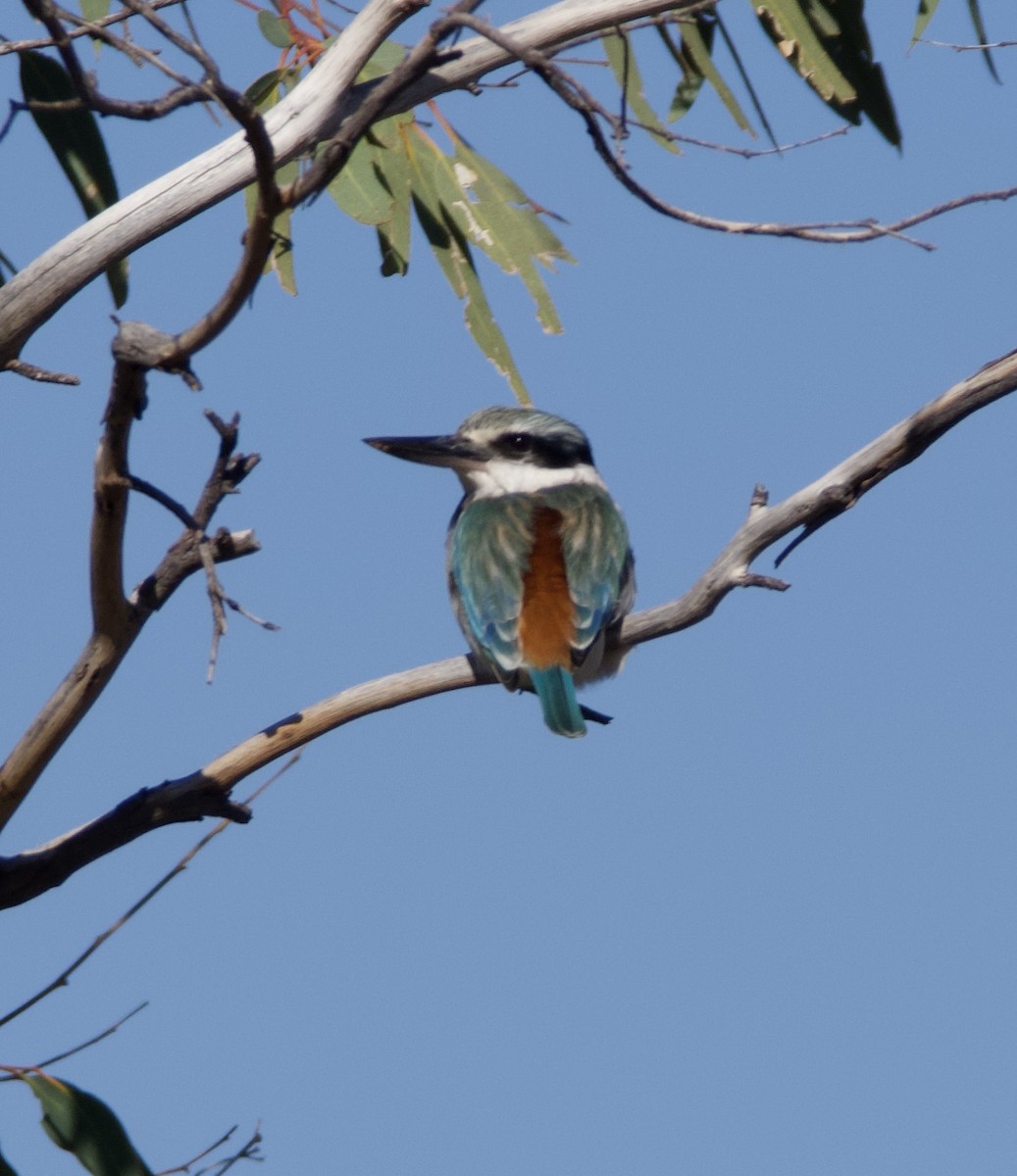 Red-backed Kingfisher - Yvonne van Netten