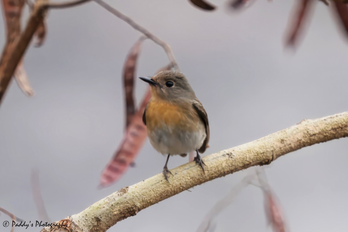 Red-breasted Flycatcher - Padmanav Kundu