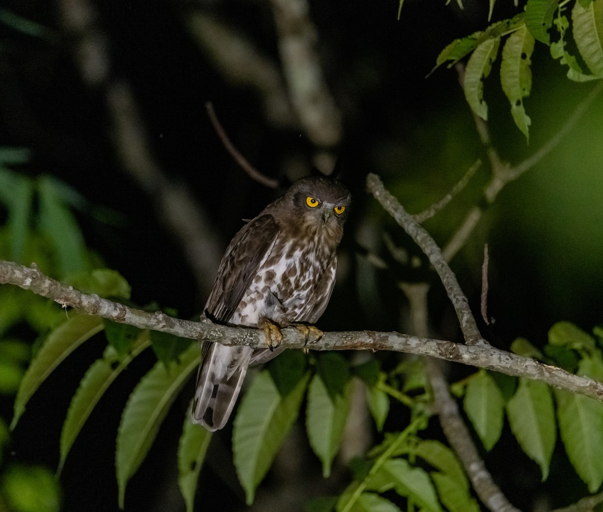 Brown Boobook - ML619218215