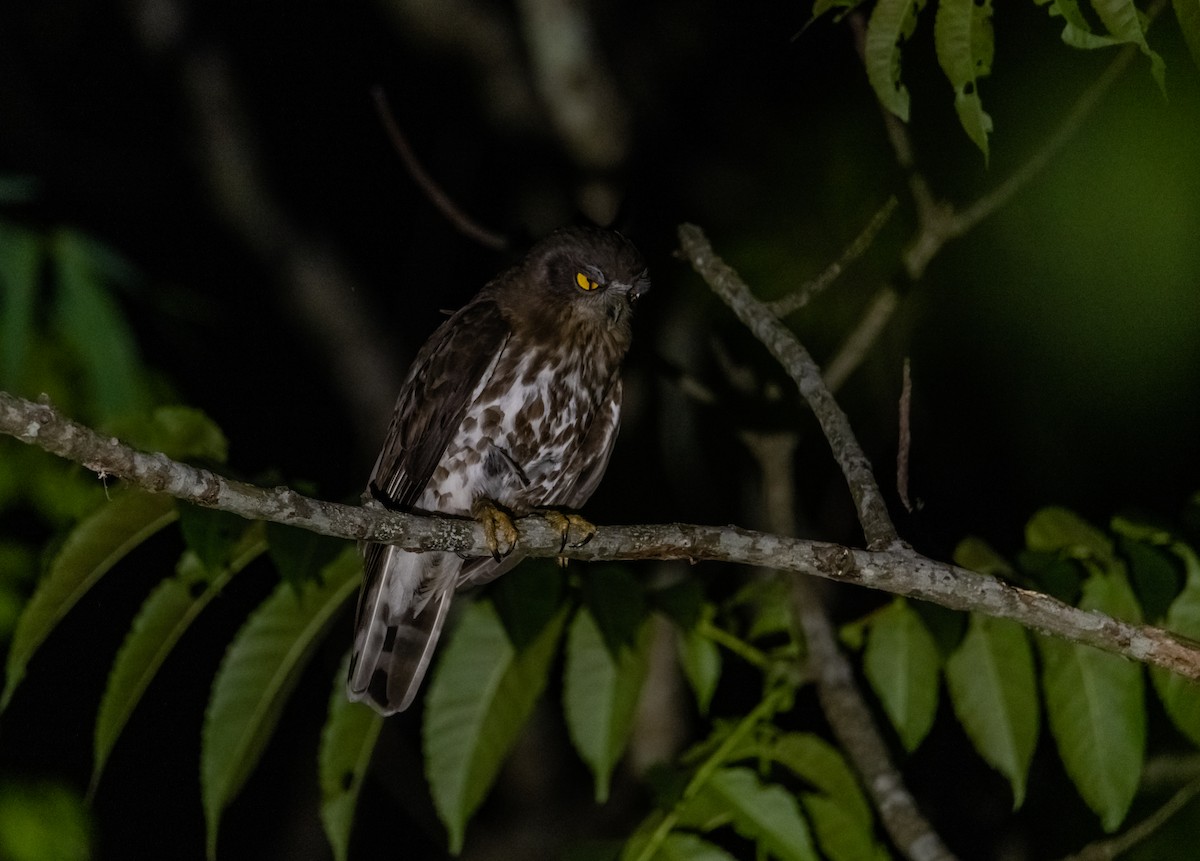 Brown Boobook - ML619218217