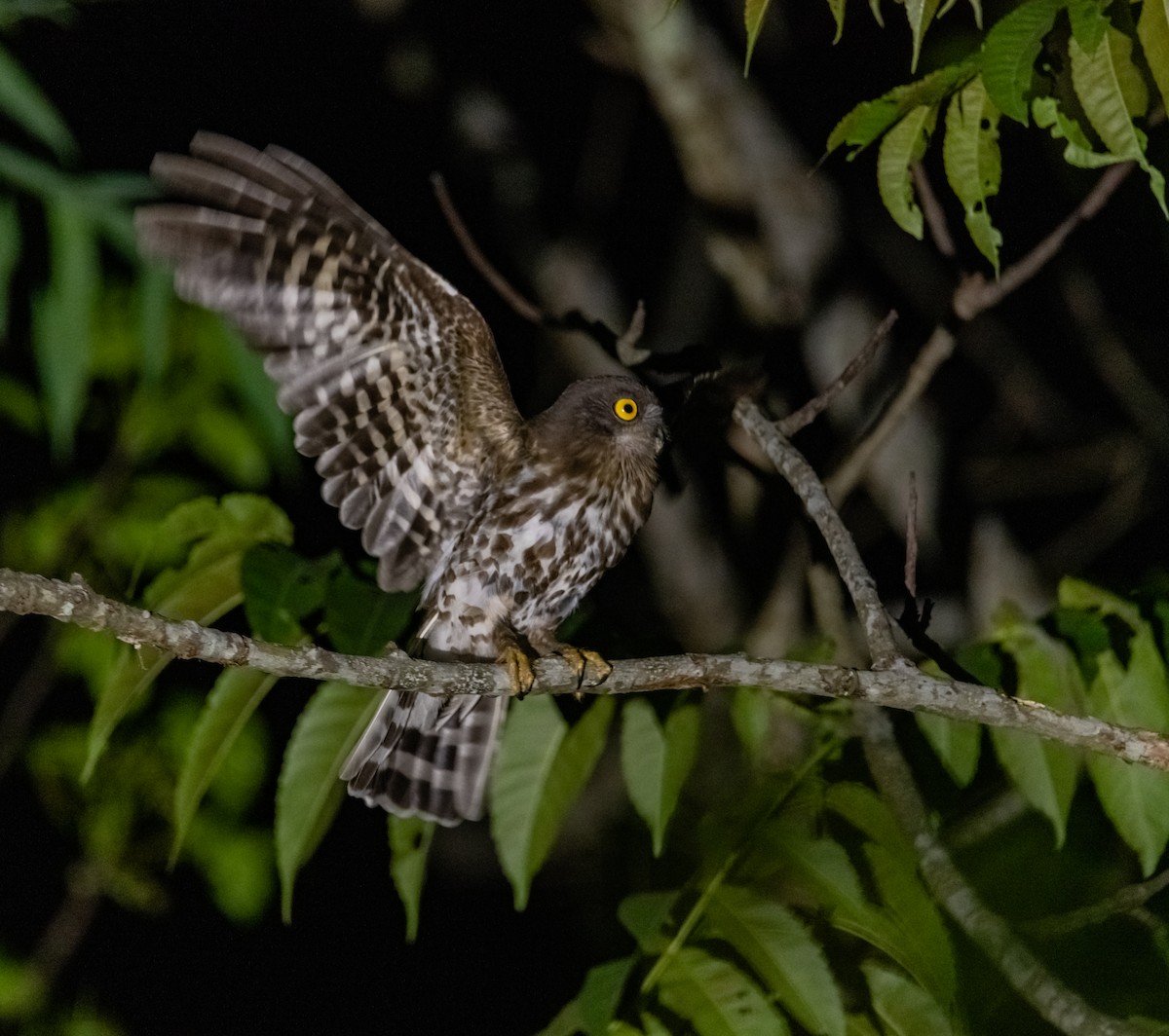 Brown Boobook - ML619218219