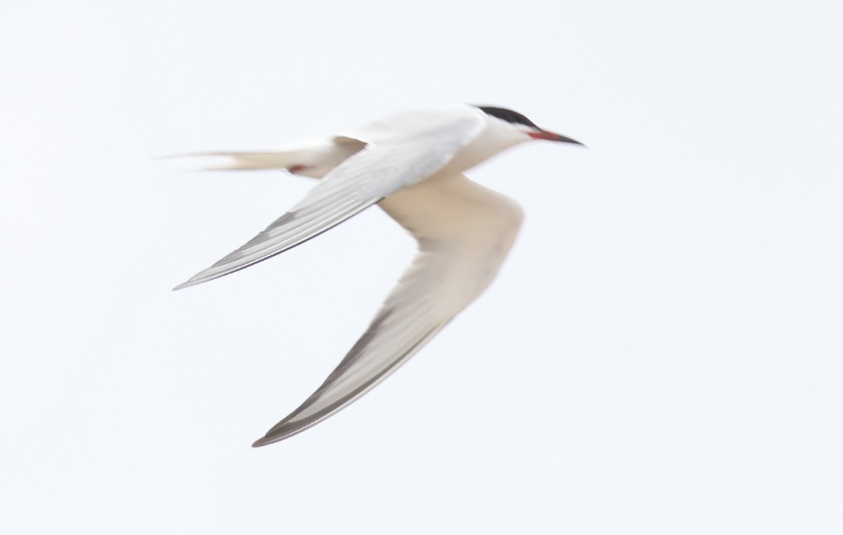 Common Tern - Sea Williams