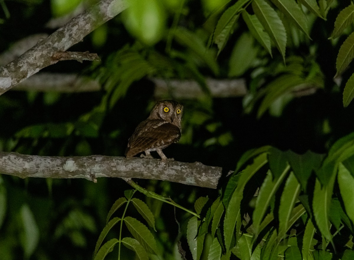 Oriental Scops-Owl - Arun Raghuraman