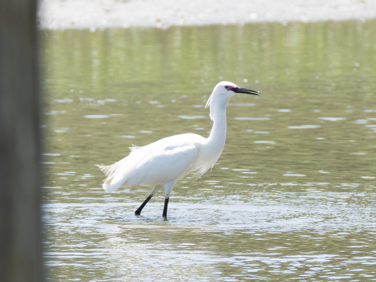 Little Egret - Hiroyuki Tamura